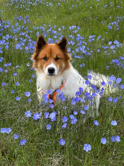 Die Dogorama Monats Challenge "Es grünt und blüht"-Beitrag-Bild