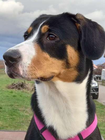 Entlebucher Sennenhund-Beitrag-Bild