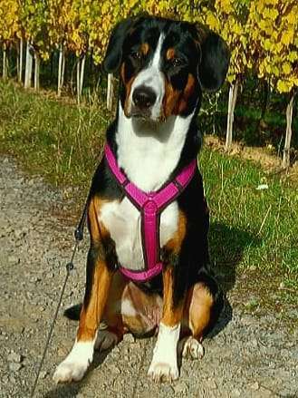 Entlebucher Sennenhund-Beitrag-Bild