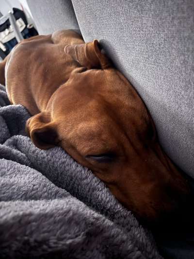 Rhodesian Ridgeback-Beitrag-Bild