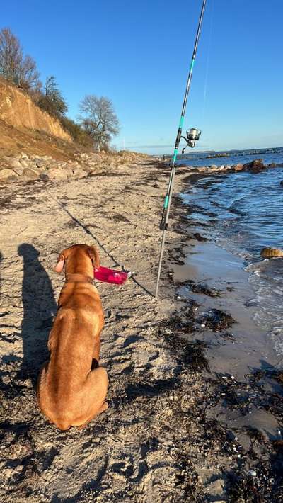 Rhodesian Ridgeback-Beitrag-Bild