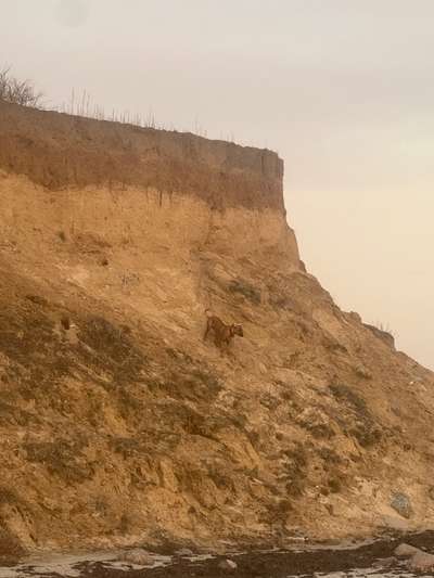 Rhodesian Ridgeback-Beitrag-Bild