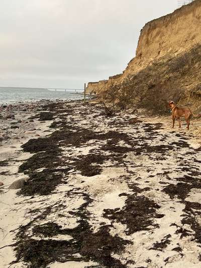 Rhodesian Ridgeback-Beitrag-Bild