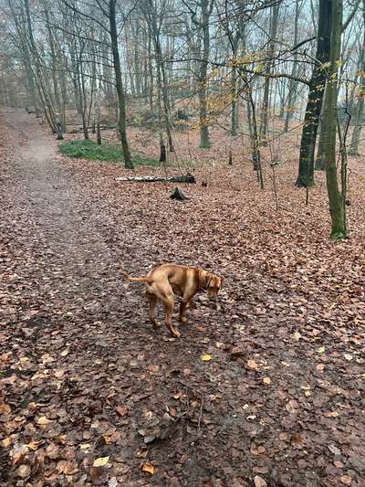 Rhodesian Ridgeback-Beitrag-Bild