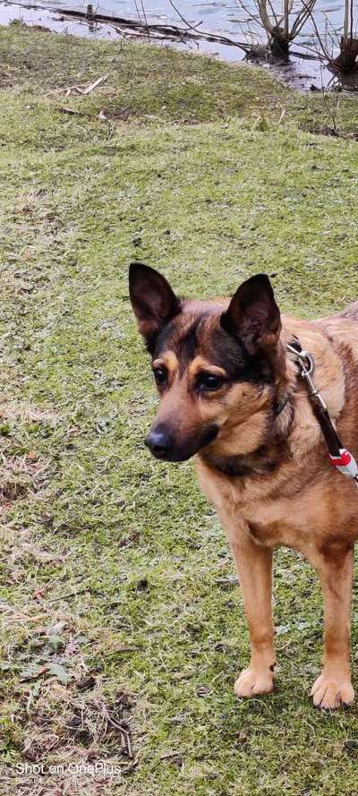 Mischlingshunde Foto Aufruf-Beitrag-Bild