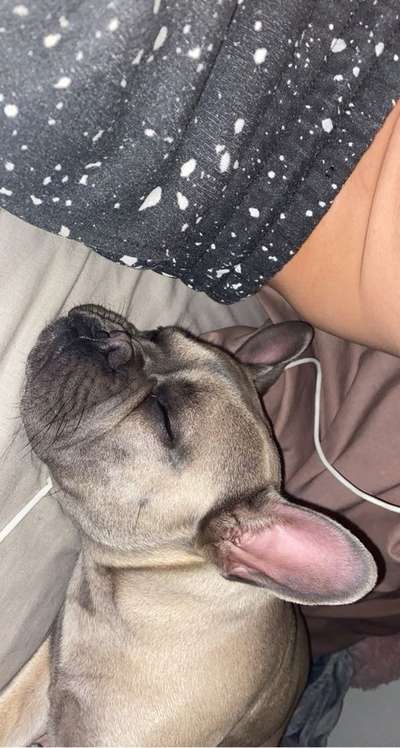 Französische Bulldoggen-Beitrag-Bild