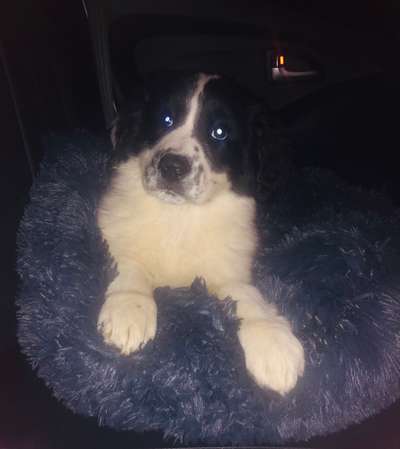 Welpen Bilder !-Beitrag-Bild