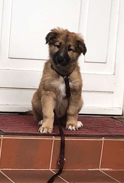 Welpen Bilder !-Beitrag-Bild