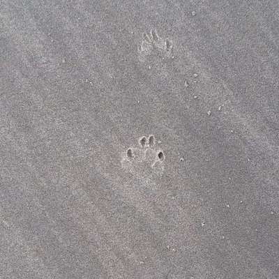 Hundeauslaufgebiet-Hundeauslauf Juist-Bild