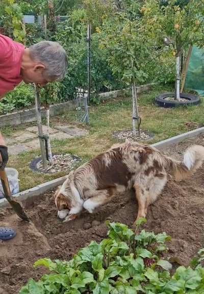 Dogorama Photo Challenge - Buddeln-Beitrag-Bild