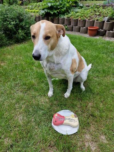 TierschutzhundeStammtisch🐕-Beitrag-Bild