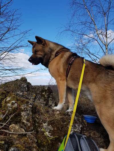 Hundetreffen-Gassirunde oder Spieltreffen-Bild