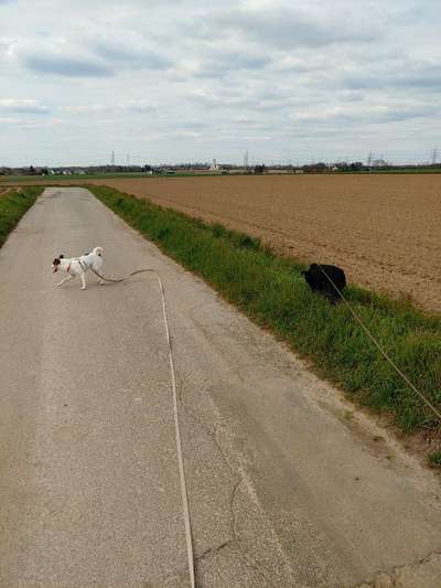 Hundetreffen-Hundefreund für gemeinsame Runden-Bild