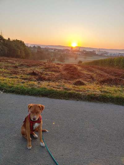 Die Dogorama Wochen Challenge-Beitrag-Bild