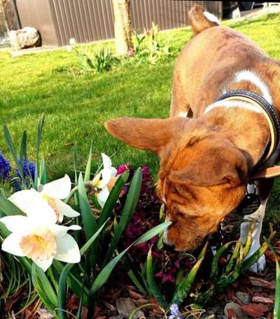 Dogorama Photo Challenge - Der Frühling kommt-Beitrag-Bild