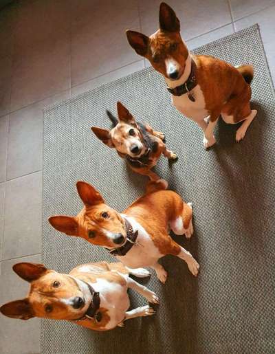 eure Spitznamen für die Vierbeiner-Beitrag-Bild