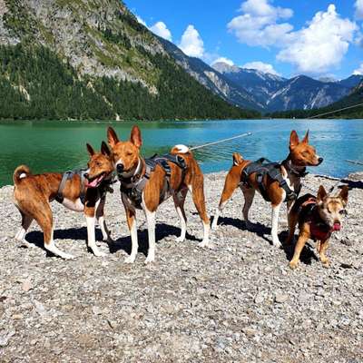 Die Dogorama Kalender Challenge Titelbild-Beitrag-Bild