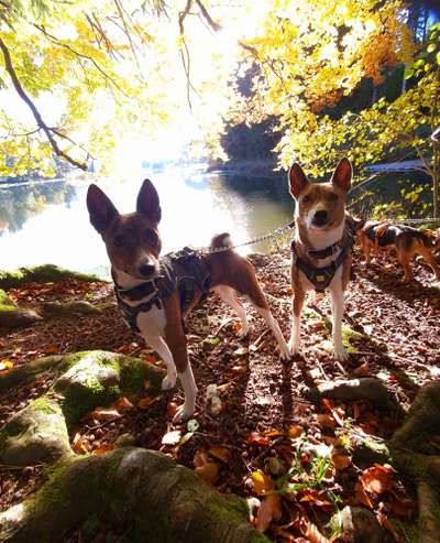 Herbst🍁-Beitrag-Bild