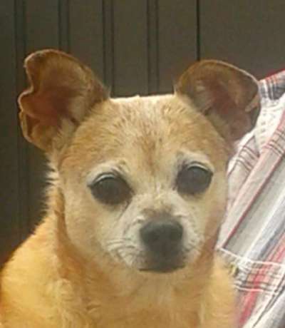 Fotochallenge Nr. 56 - geliebte Senioren-Beitrag-Bild