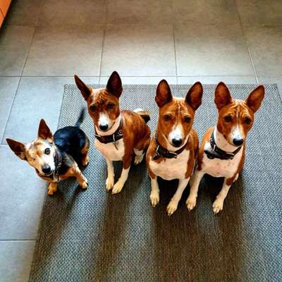 Jack Russel-Beitrag-Bild