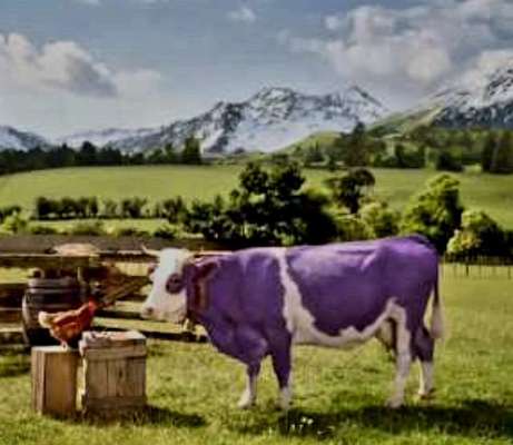 Wie heißt dein Hund?-Beitrag-Bild