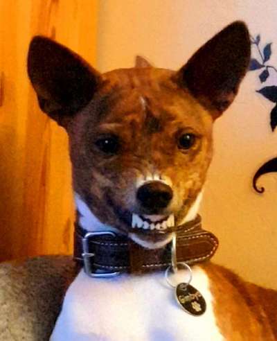 Zeige das lustigste Bild eures Hundis-Beitrag-Bild