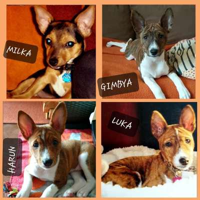 Welpen Bilder !-Beitrag-Bild