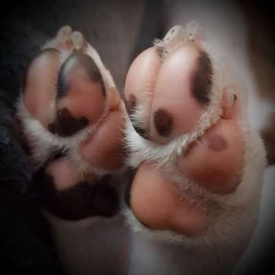 Zusammengewachsene Zehenballen-Beitrag-Bild