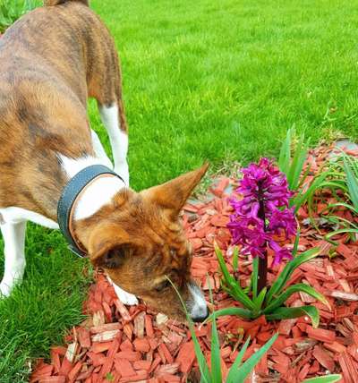 Dogorama Photo Challenge - Der Frühling kommt-Beitrag-Bild