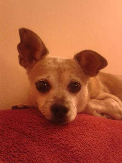 euer ältester Hund ?-Beitrag-Bild