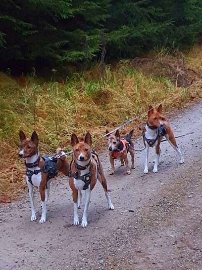 Herbst🍁-Beitrag-Bild