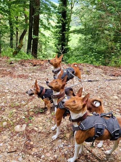 Wer von euch hat mindestens 2 Hündinnen Zuhause?-Beitrag-Bild