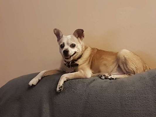 Hund aus dem Spanischen Tierschutz-Beitrag-Bild