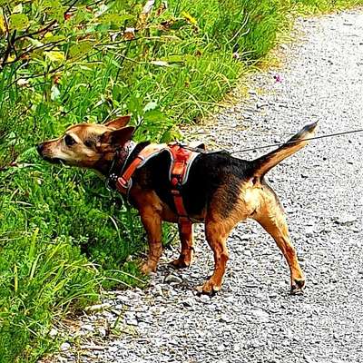 Wie heißt dein Hund?-Beitrag-Bild