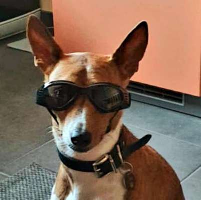 Dogorama Photo Challenge - Tre Chic!-Beitrag-Bild