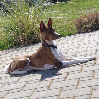 Wie heißt dein Hund?-Beitrag-Bild