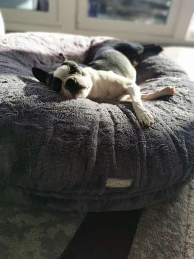 Körbchen / Hundebett-Beitrag-Bild