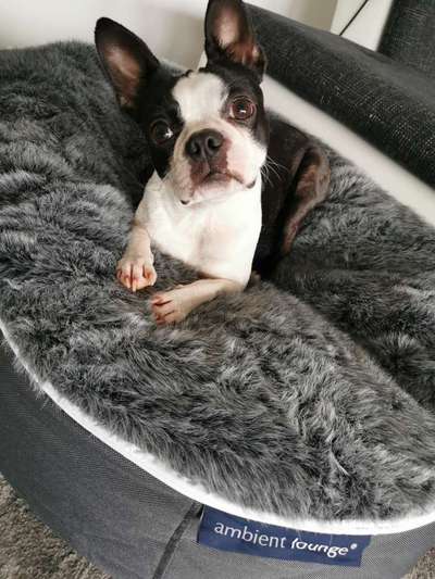 Körbchen / Hundebett-Beitrag-Bild