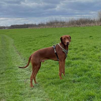 Hundetreffen-Rennen. Spielen. Toben.-Bild