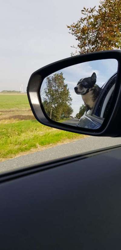 Foto Challenge Thema "Hunde im Auto"-Beitrag-Bild