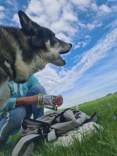 156. Fotochallenge *** DEIN HUND UND DIE WUNDERSCHÖNEN WOLKEN ***-Beitrag-Bild
