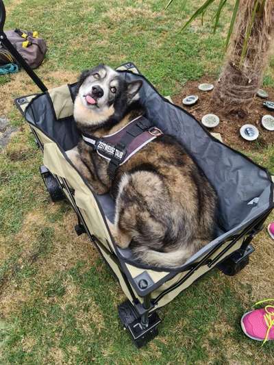 Foto-Challenge: Der schmollende Hund-Beitrag-Bild