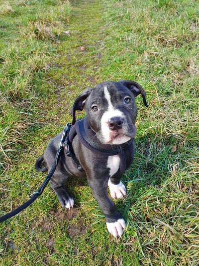 Welpen Bilder !-Beitrag-Bild