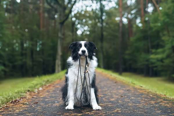 Hundetreffen-Regelmäßige Feierabendrunde-Bild