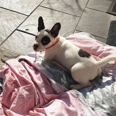 Hundetreffen-Gassirunde/Spielrunde-Bild