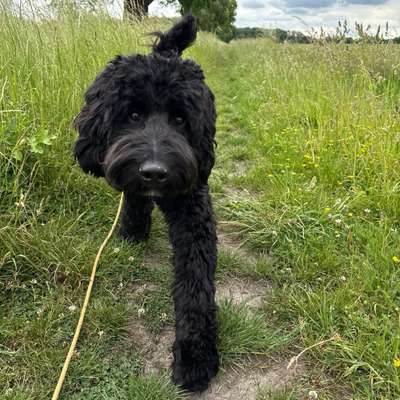Hundetreffen-Spiel- und Trainingstreffen 🐶-Bild