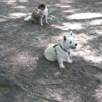 Hundetreffen-Spaziergang  mit Mucki-Profilbild