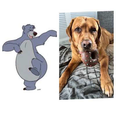 Wie heißt dein Hund?-Beitrag-Bild