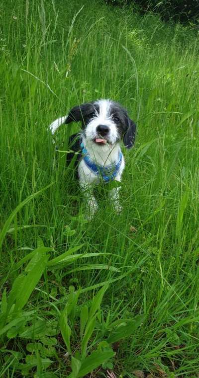 Tongue Out Tuesday-Beitrag-Bild