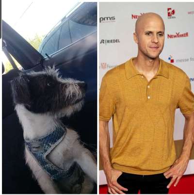 Wie heißt dein Hund?-Beitrag-Bild